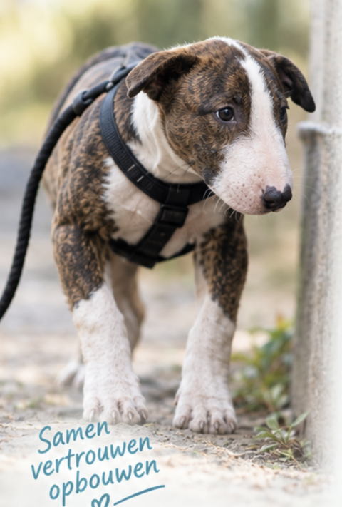 Angstfases pup/puber_hondengedragsdeskundige-kinrooi
